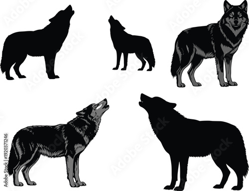 Black and gray wolves howling standing silhouettes wolf dogs