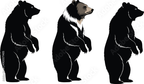 Three black bears standing on hind legs with white background standing bears animal wildlife bear silhouettes