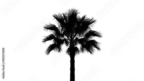 palm tree silhouette
