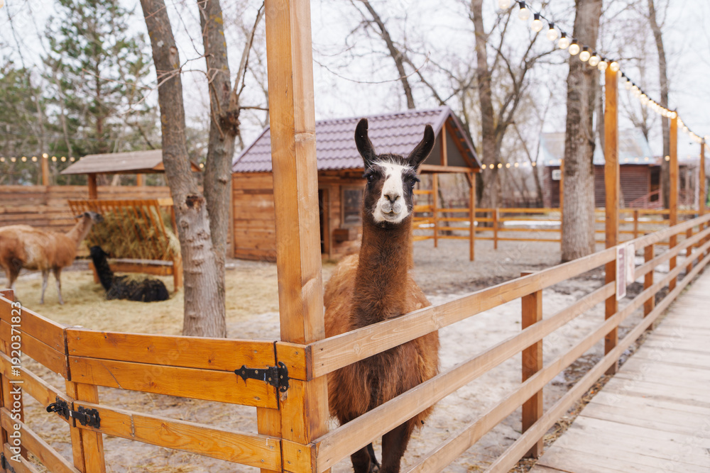 Naklejka premium Llama stands by fence at farm with wooden buildings in winter
