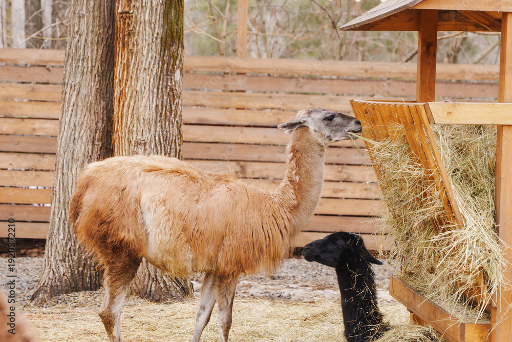 Fototapeta premium Llama and alpaca eating hay in a farm setting with wooden fence