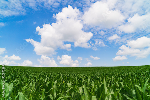Vast green cornfield under a blue sky with fluffy clouds during midday in summer