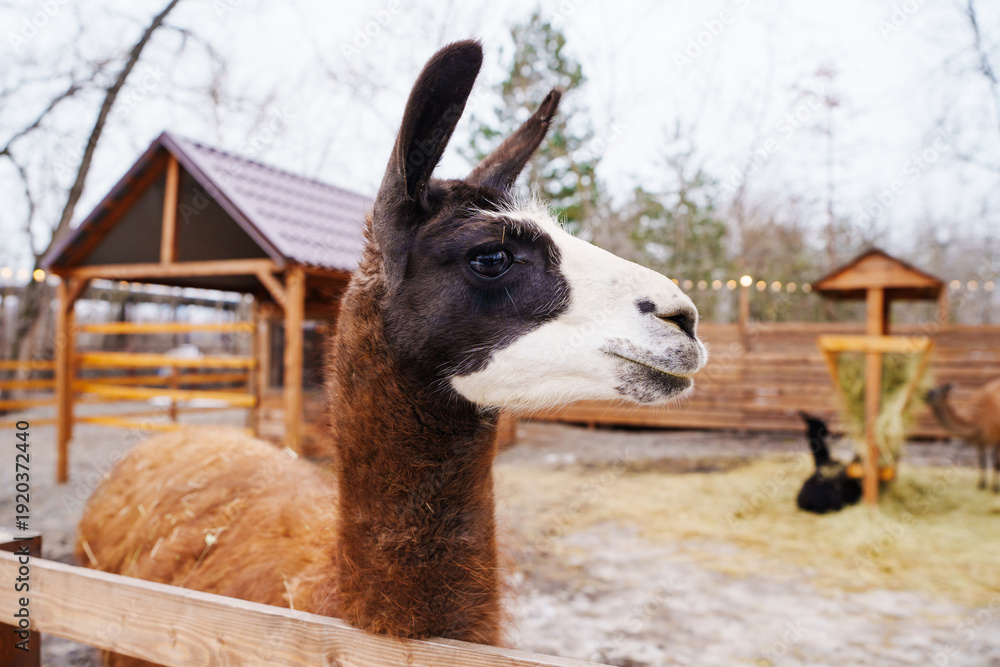 Naklejka premium Llama watches visitors at a farm in winter season