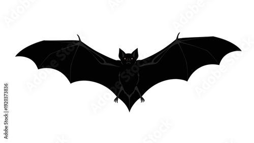 bat on a white