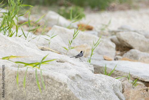 Landscape with a bird on a stone