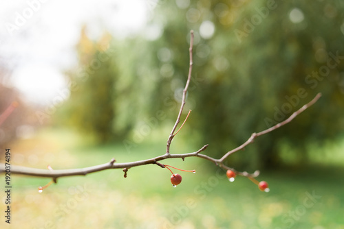 a tree branch with fallen leaves and red berries