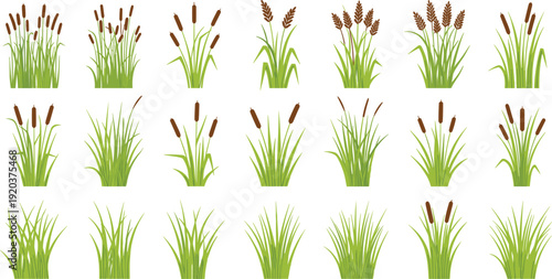 Vector illustration set of various cattail plants and marsh grass clusters for nature landscape and wetland concepts।