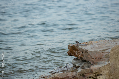 A gray bird stands on a rock and looks out to sea