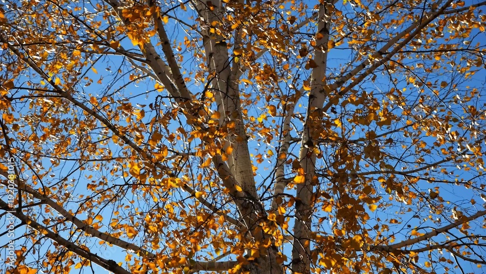 Obraz premium View to tree top of birch with brown leaves at sunny autumn day. Branches with lush foliage gently swaying in wind at parkland. Beautiful colorful fall season. Slow motion