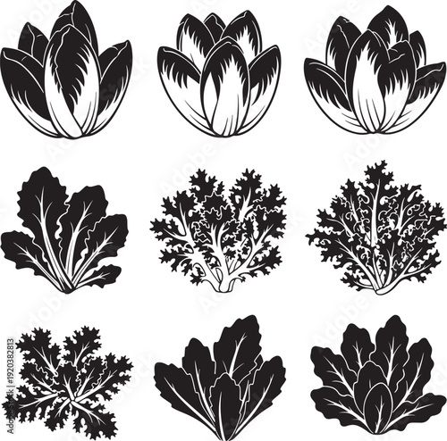 Leafy greens vector icon set. Includes lettuce, kale, spinach, and other vegetables. Created in black and white line art with simple style.