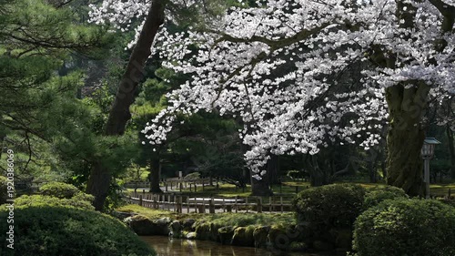 満開の桜が彩る兼六園の静かな春景色
AdobeStock-4K
