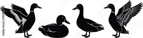 Black silhouette collection of ducks in various poses, including flying, swimming, and standing, isolated on white background for wildlife nature and hunting design