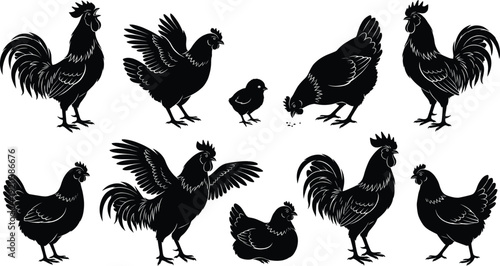 Black silhouette collection of farm chickens, roosters, and little chicks in various poses, isolated on white background for poultry farming, agriculture, and rural design