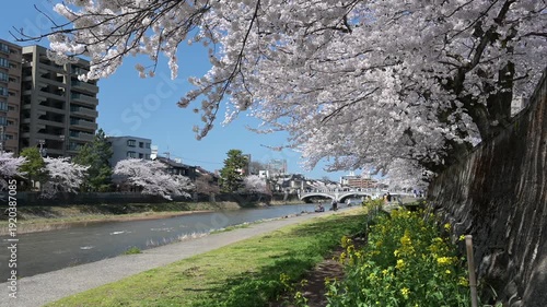 浅野川沿いに咲き誇る桜並木と春の金沢風景
AdobeStock-4K