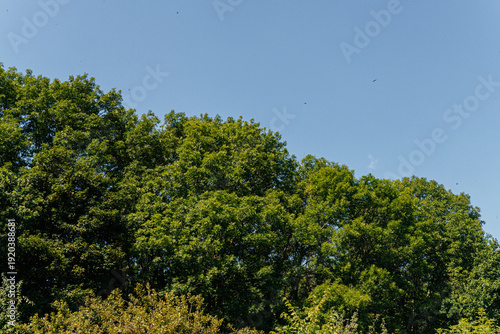 Golden wheat field bordering lush green forest under clear blue summer sky