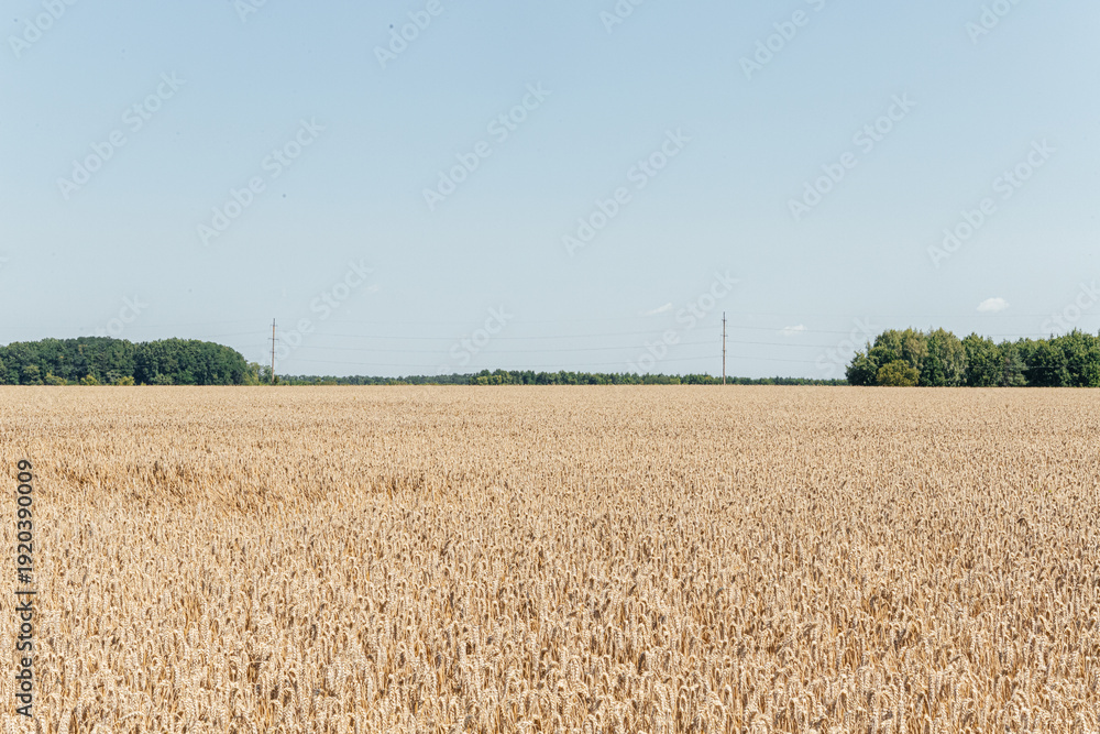 Fototapeta premium Vast golden wheat field under blue summer sky agriculture landscape