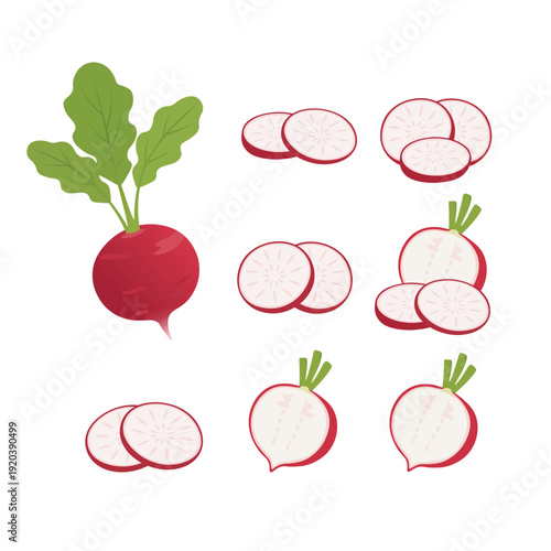 Radish Vegetable Set with Slices – Fresh Red Radish Flat Vector Illustration
