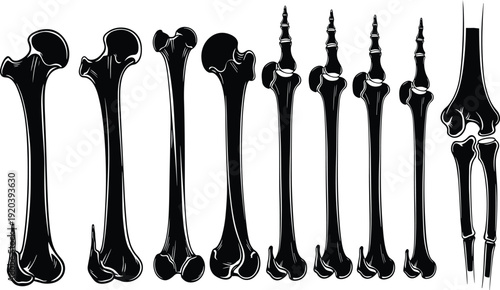 Human bone silhouettes anatomy set including femur tibia fibula for medical education healthcare biology vector illustration isolated collection design