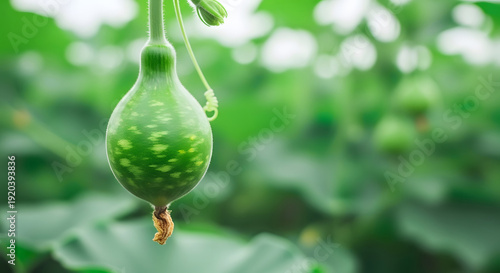 A young bottle gourd hangs from its vine displaying mottled green coloration