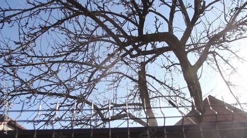 Fumigating pesti, pest control. Spraying fruit trees with pesticides or fertilizers in early spring. Seasonal garden maintenance and pest control