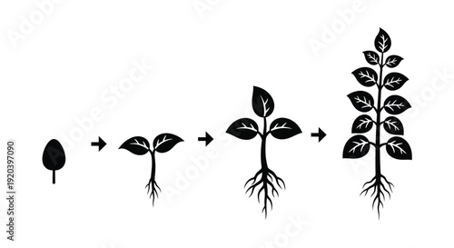 Plant growth stages illustrated with a distinct black silhouette