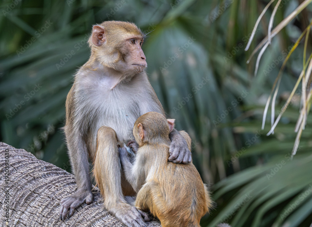 Obraz premium Female rhesus macaque monkey (Macaca mulatta) breastfeeding her infant at Silver Springs State Park in Florida