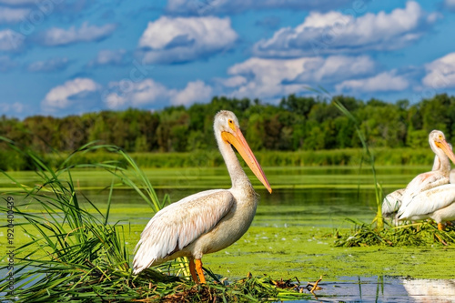 American white pelican (Pelecanus erythrorhynchos) 