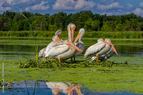 American white pelican (Pelecanus erythrorhynchos) 