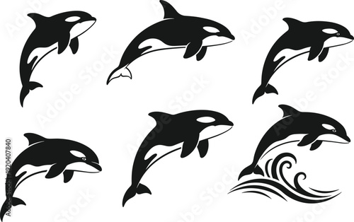 Black and white orca whale silhouettes set, jumping killer whale vector illustration collection, marine wildlife ocean animal icons isolated on light background