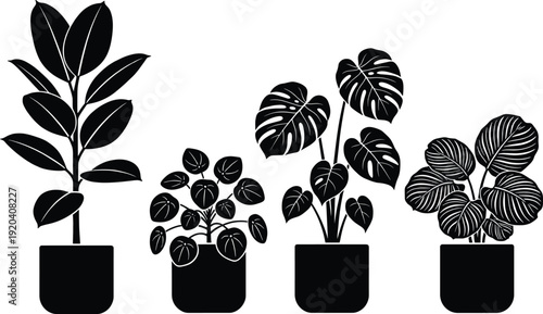 Set of four minimalist black houseplant silhouettes including rubber plant, pilea, monstera, and calathea in modern pots, vector