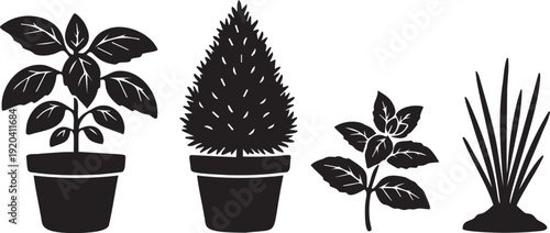 Potted basil plant, topiary bush and grass or reeds in pots