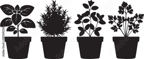 Various potted herbs including basil rosemary oregano and parsley vector set for cooking and gardening