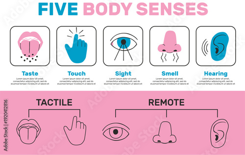 Human five body senses infographic with taste touch and sight vector