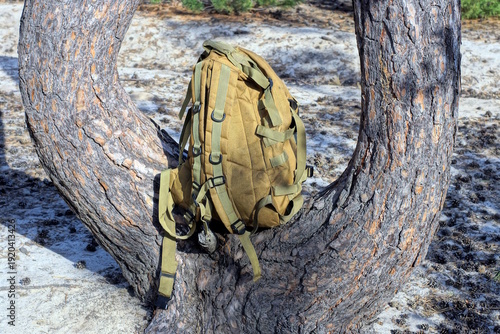 one brown army backpack there is a pine tree standing on a tree in a summer forest