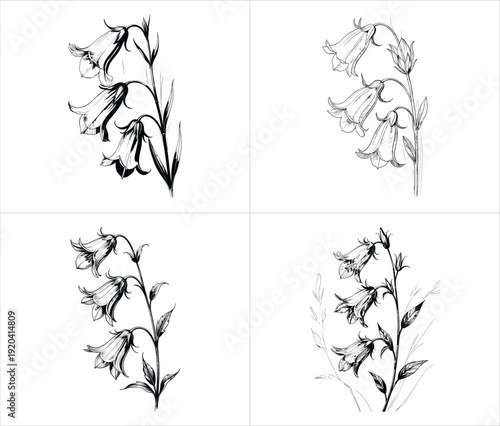 set of four elegant hand drawn harebell and bellflower sketches featuring delicate botanical line art and floral bloom silhouettes design vector illustration artwork