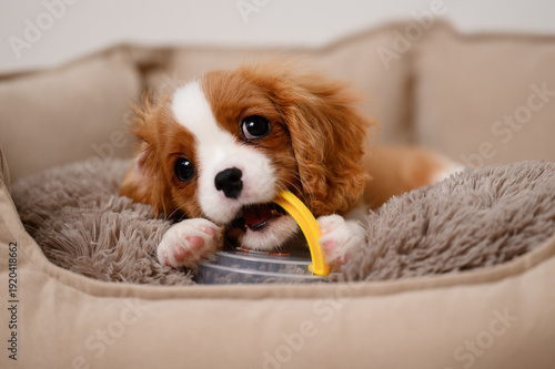 Foto Puppy chews on yellow toy handle while lying in dog bed