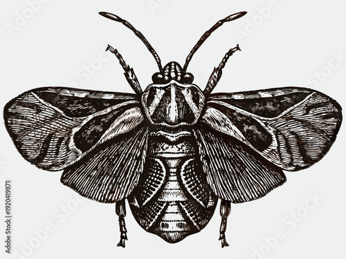 Vintage engraving of a detailed insect possibly a bee or wasp