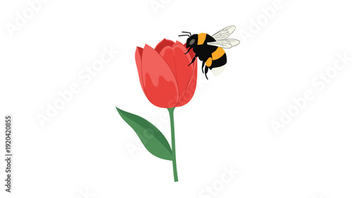Fluffy bumblebee collecting pollen from a vibrant red tulip flower for spring nature and pollination themed illustrations.
