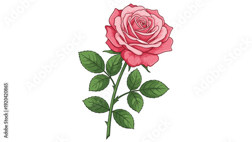 Single beautiful pink rose flower with a green stem and leaves isolated on a white background for romance and love.