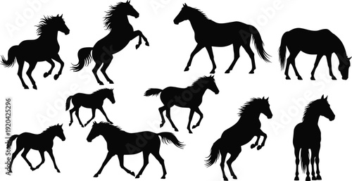 Collection of horse silhouettes isolated on white background, wild and domestic horses running, rearing and grazing, black vector illustration set for equestrian and ranch design