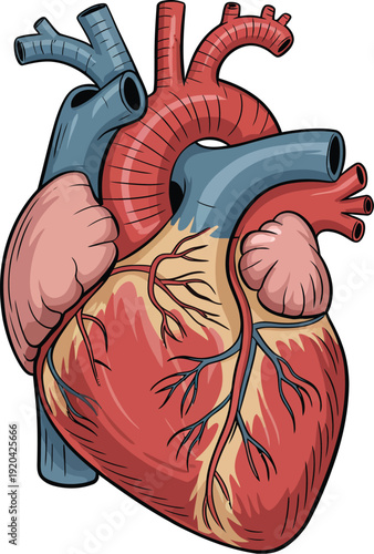 Human Heart Anatomy Illustration