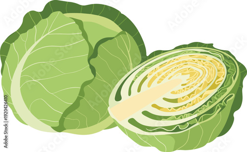 Whole and Halved Green Cabbage Isolated on Transparent Background Fresh Vegetable Concept