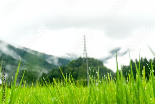 朝露に輝く稲穂と霧深い山々：日本の原風景が残る田園の朝 / Glistening Rice Ears in Morning Dew and Foggy Mountains: A Rural Morning in Japan's Original Landscape