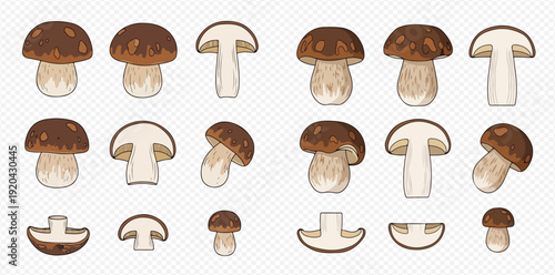 Set of various edible boletus mushrooms in whole, half, and sliced forms, vector illustration.