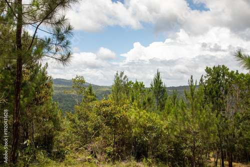 forest and sky