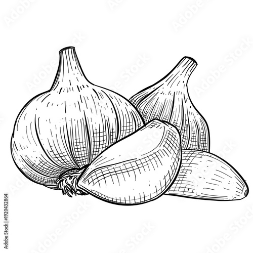 garlic cloves vegetable vector line art hand drawn illustration