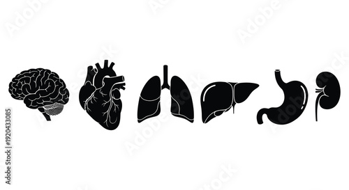 A row of human internal organs including the brain heart lungs liver stomach and kidneys in silhouette high quality professional detailed