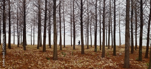 Riverside Forest Scenery at Zhangjiagang Bay
