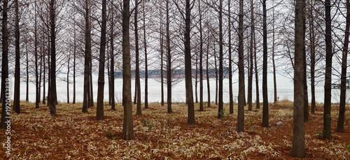 Riverside Forest Scenery at Zhangjiagang Bay