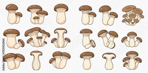 Set of fresh king oyster mushrooms in various shapes and sizes, cartoon style illustration on transparent background.